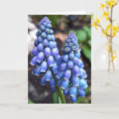 ムスカリ・アルメニアカム、雨粒を持つグレープヒアシンス カード (黄色い花)