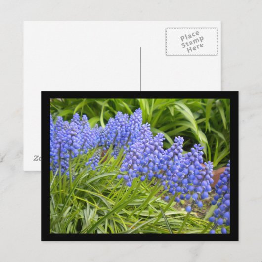 ムスカリ ポストカード (正面/裏面)