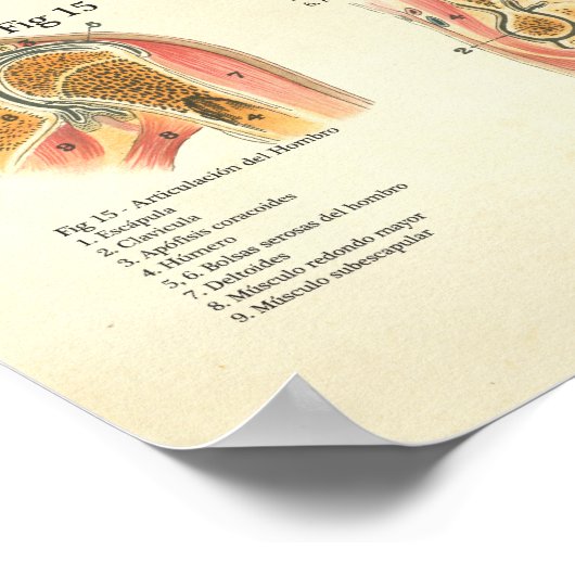 ムスキューロス・イ・アーティキュラシオン解剖学スペインの ポスター (角)