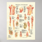 ムスキューロス・イ・アーティキュラシオン解剖学スペインの ポスター (正面)