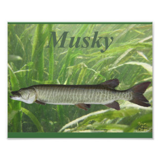 ムスキー フォトプリント           