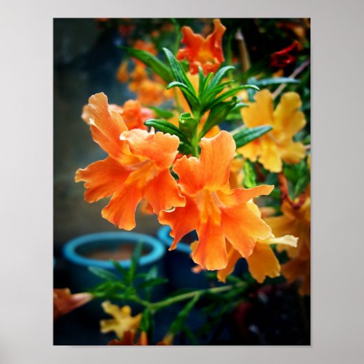 ムスクの花 ポスター (正面)