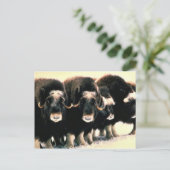 ムスクオセン ポストカード (スタンド正面)