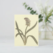 ムスクグレープハイアシンボタニカルイラストレーション ポストカード (スタンド正面)