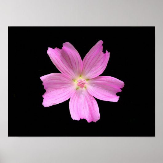 ムスクマローのポスター ポスター (正面)