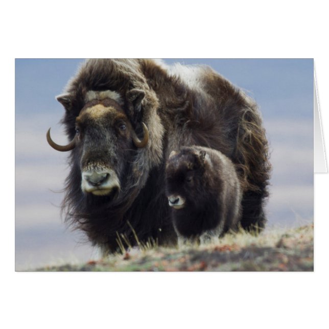 ムスク牛（ふくらはぎ） (正面横)