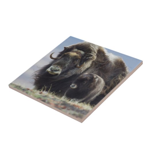 ムスク牛（ふくらはぎ） タイル (側面)