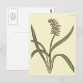 ムスク グレープ ヒヤシンスの植物画 ポストカード (正面/裏面)