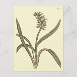 ムスク グレープ ヒヤシンスの植物画 ポストカード