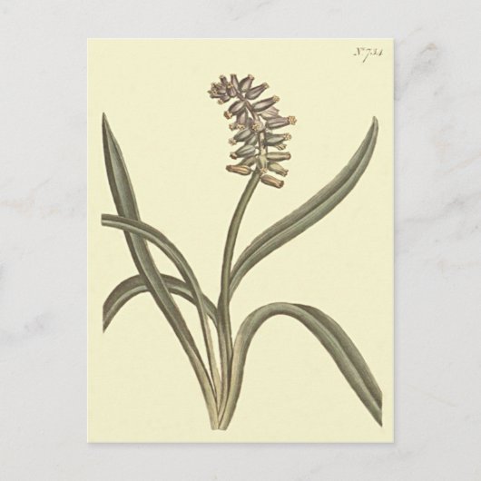 ムスク グレープ ヒヤシンスの植物画 ポストカード (正面)