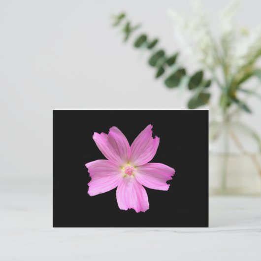 ムスク ポストカード (スタンド正面)