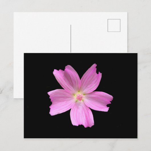 ムスク ポストカード (正面/裏面)