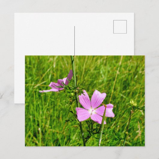 ムスク ポストカード (正面/裏面)