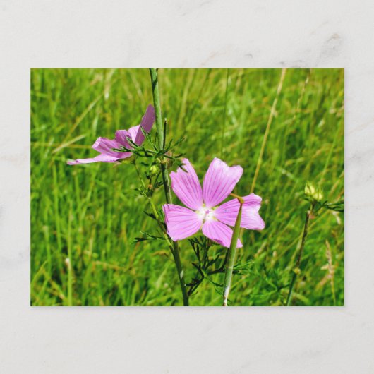 ムスク ポストカード (正面)