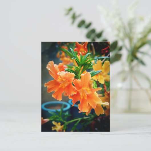 ムスク ポストカード (スタンド正面)