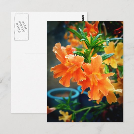 ムスク ポストカード (正面/裏面)