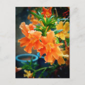 ムスク ポストカード (正面)