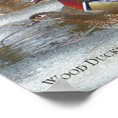 ムスケゴン川の木のアヒル ポスター (角)