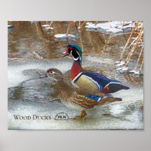 ムスケゴン川の木のアヒル