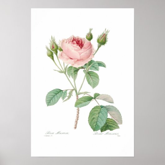 ムスコサ ポスター (正面)