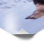 ムスコックス、オヴィボス・モシャタス、ヤングブル フォトプリント            (角)