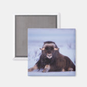 ムスコックス、オヴィボス・モシャタス、ヤングブル マグネット (正面/裏面)