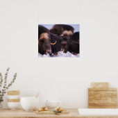 ムスコックス、オヴィボス・モシャタス、牛生まれたばかりのと一緒に ポスター (キッチン)