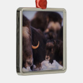 ムスコックス、オヴィボス・モシャタス、牛生まれたばかりのと一緒に メタルオーナメント (右)