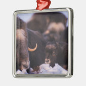 ムスコックス、オヴィボス・モシャタス、牛生まれたばかりのと一緒に メタルオーナメント (左)