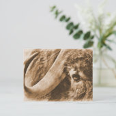 ムスコックス ポストカード (スタンド正面)