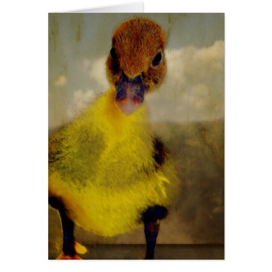 ムスコヴィ・ドリーミン (正面)