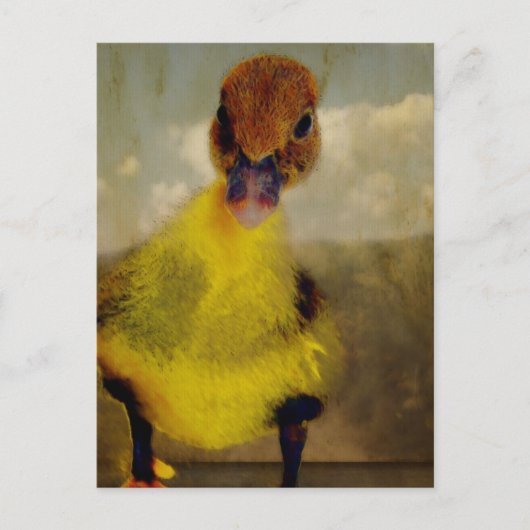 ムスコヴィ・ドリーミン ポストカード (正面)