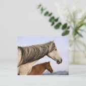 ムスタスペインのング ポストカード (スタンド正面)