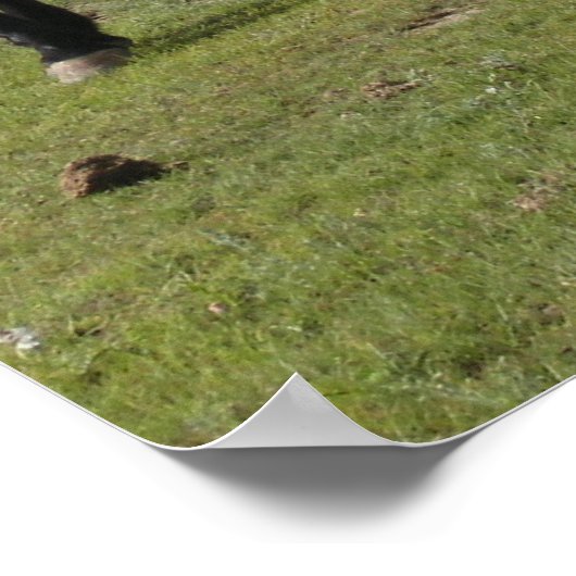 ムスタング ポスター (角)