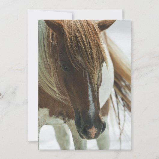 ムスタング ワイルド ホース インビテーション (正面)