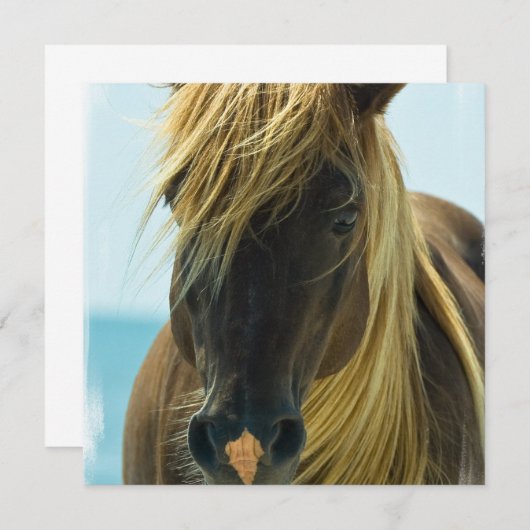 ムスタング 馬 招待状 (正面/裏面)