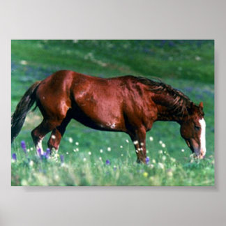 ムスタンスペインのグ ポスター