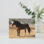 ムスタンマーレ ポストカード (スタンド正面)