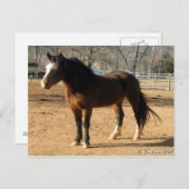 ムスタンマーレ ポストカード (正面/裏面)