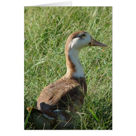 ムソビラダック (正面)