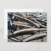 ムッシェル ポストカード (正面/裏面)