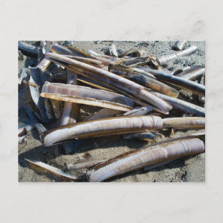 ムッシェル ポストカード