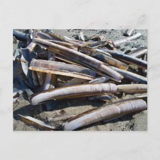 ムッシェル ポストカード (正面)