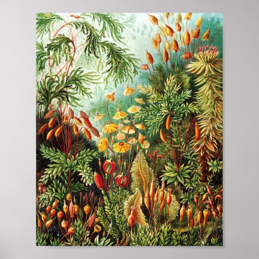 ムッシナエイラストレーションバイエルンストヘイケル ポスター (正面)