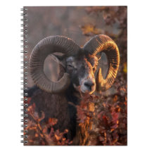 ムフロンの雄のオータム・オリジナル野生動物写真
