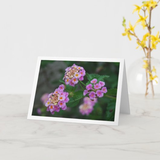 ムラサキと黄色のランタナの花 カード (黄色い花)
