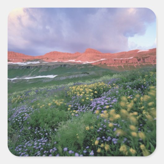 ムラサキと黄色 スクエアシール (正面)