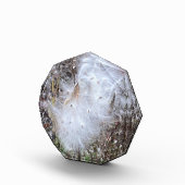 ムラサキの種と絹 フォトブロック (右)