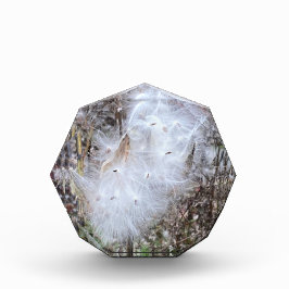 ムラサキの種と絹 フォトブロック