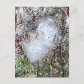 ムラサキの種と絹 ポストカード (正面)